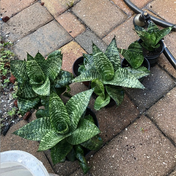 Dwarf Snake Plants (med- small in size) MOTHER’s DAY GIFTS ❤️👩👧IDEA’s - Picture 7 of 11